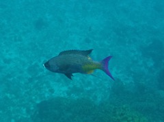 Creole Wrasse (8